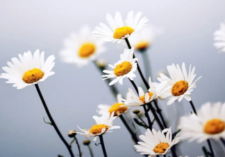 不油腻很清新的朋友圈文案 不油腻的微信文案句子大全