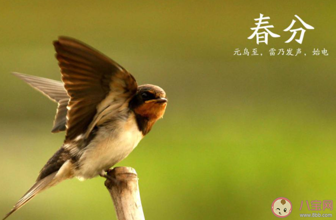 美丽的春分到来的朋友圈说说 幸福时光春分来到的句子