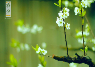 美丽的春分到来的朋友圈说说 幸福时光春分来到的句子