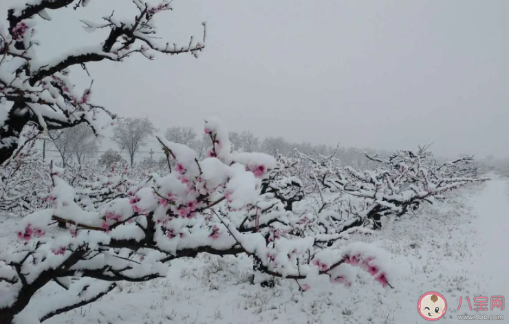 我们常说的倒春寒指的是以下哪种气象变化 蚂蚁庄园3月23日答案介绍