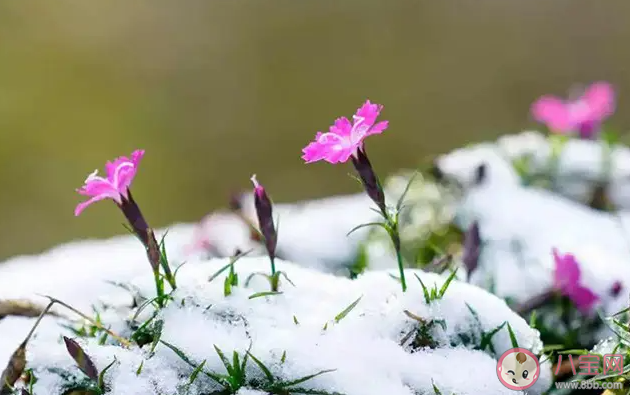 我们常说的倒春寒指的是以下哪种气象变化 蚂蚁庄园3月23日答案介绍