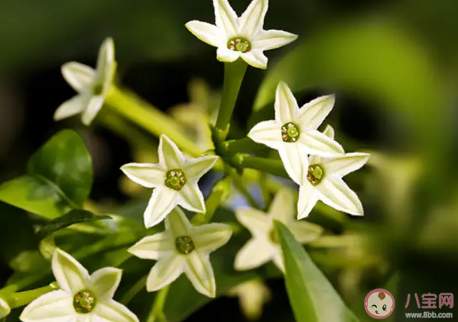 以下哪种植物不适合长期摆放在卧室 蚂蚁庄园3月23日答案最新