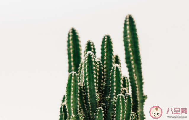 夜来香和吊兰哪种植物不适合长期放在卧室 蚂蚁庄园3月23日正确答案