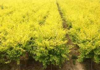 世界金色看中国是指哪种树 蚂蚁新村3月23日答案