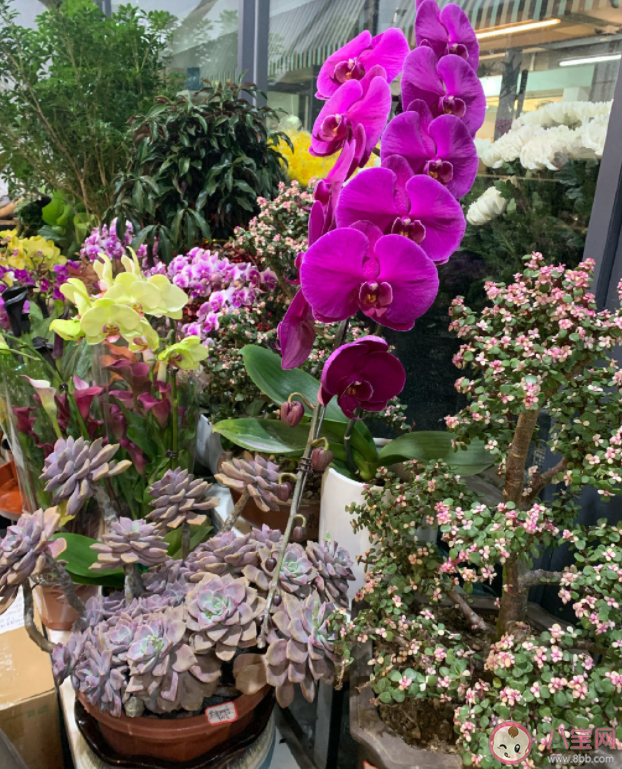 什么样的感情最值得羡慕 你最羡慕的爱情是什么样 什么样的感情最值得羡慕 你最羡慕的爱情是什么样