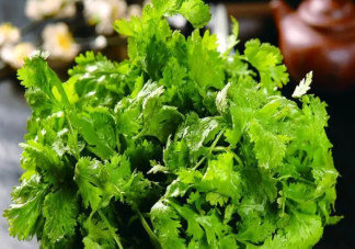 你为什么不喜欢香菜 香菜闻起来是什么味道