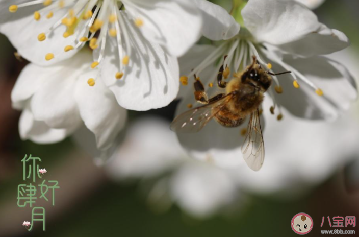 四月第一天的早安心情文案句子 四月第一天早上好的朋友圈