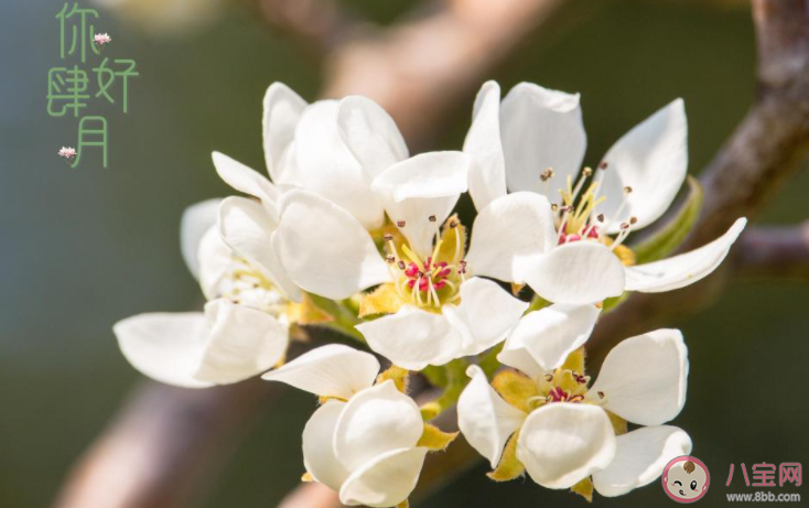 四月第一天的早安心情文案句子 四月第一天早上好的朋友圈