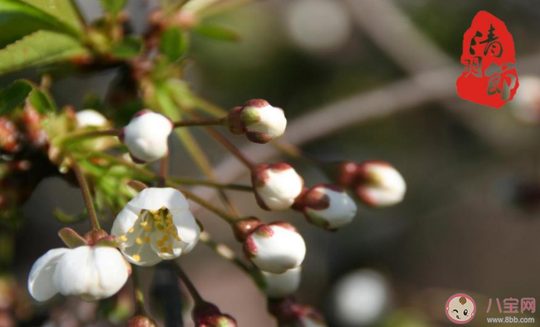清明节上坟祭奠发朋友圈的句子 清明节祭拜时发朋友圈说说