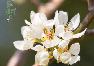 四月第一天的早安心情文案句子 四月第一天早上好的朋友圈