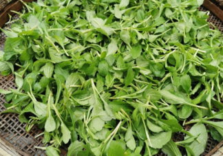 路边的野菜挖来吃安全吗 挖野菜要注意什么