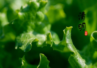 2022适合清明节发的走心文案说说 2022清明节暖心句子朋友圈