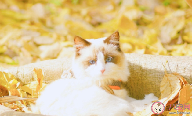 放弃真的就算失败吗 怎样看待放弃的行为 放弃真的就算失败吗 怎样看待放弃的行为