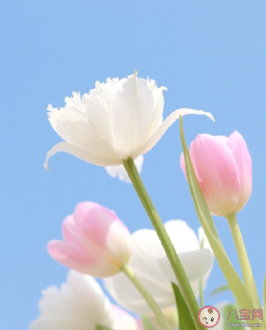 2022年3月最后一天的心情文案句子 3月最后一天的朋友圈文案语录