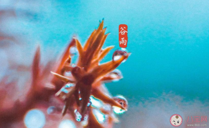 2022谷雨节气唯美图片发朋友圈说说 2022又是谷雨节气的图片说说