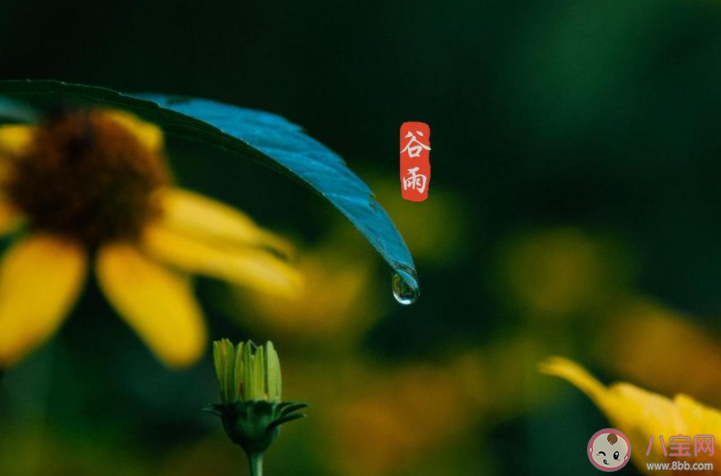 2022谷雨节气唯美图片发朋友圈说说 2022又是谷雨节气的图片说说
