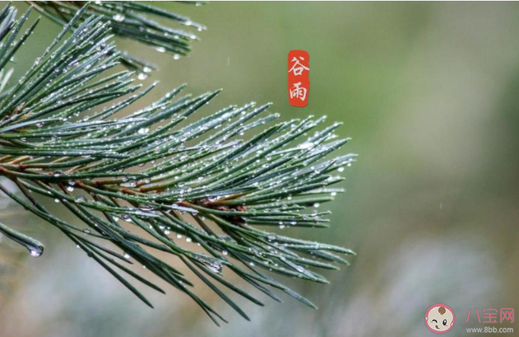 2022谷雨节气唯美图片发朋友圈说说 2022又是谷雨节气的图片说说