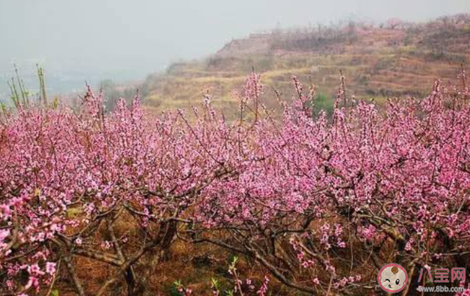 以下哪一种天气情况更适合花粉过敏者外出踏青赏花 蚂蚁庄园4月4日答案介绍