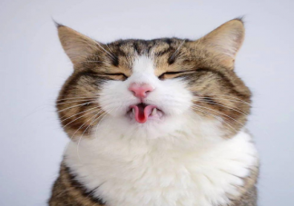 猫咪什么情况下会吐舌头 猫咪吐舌头我们该做什么