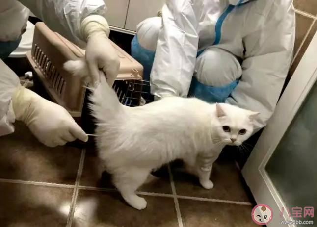 宠物方舱有必要吗 如何看待宠物方舱