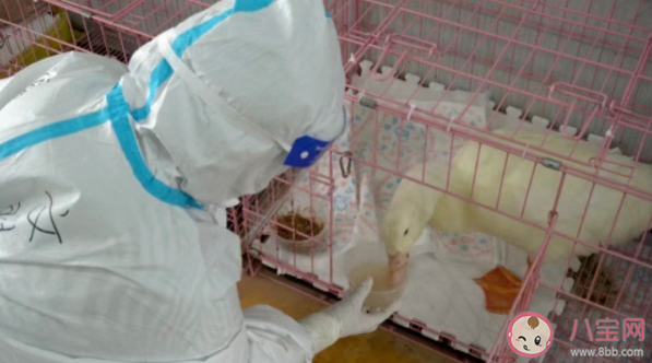 宠物方舱有必要吗 如何看待宠物方舱