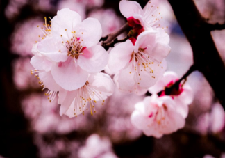 杏花是什么颜色的 杏花是粉色的为什么说一枝红杏出墙来