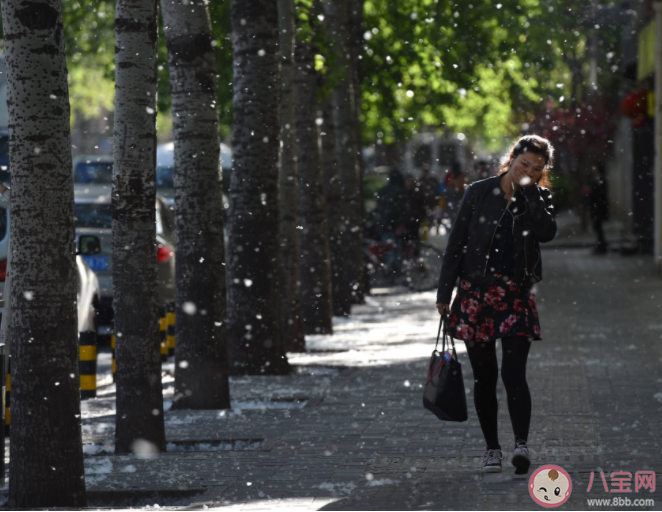 飞絮季过敏患者怎么度过 如何抵抗柳絮