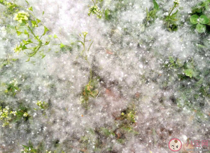 飞絮季过敏患者怎么度过 如何抵抗柳絮