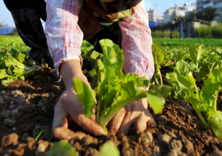 中国人为何爱种菜 中国人为啥有这个爱好