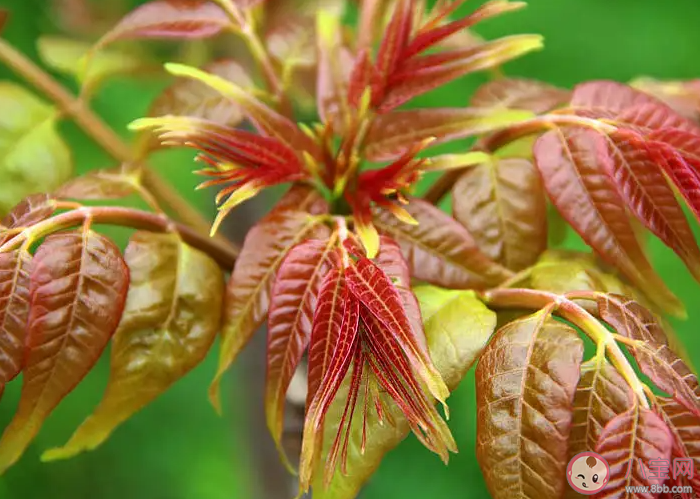雨前椿芽嫩如丝说的是哪个节气上市的香椿 蚂蚁庄园4月20日答案介绍
