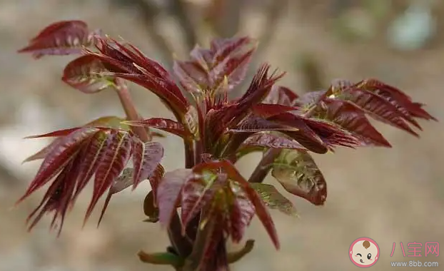 雨前椿芽嫩如丝说的是哪个节气上市的香椿 蚂蚁庄园4月20日答案介绍