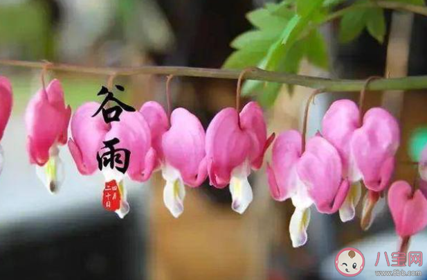 古语雨生百谷指的是二十四节气中哪一个 蚂蚁庄园4月20日答案介绍