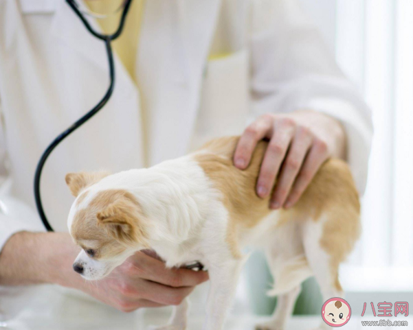 宠物也会长牙结石吗 宠物洁牙为什么必须麻醉