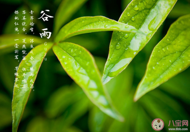 有哪些唯美不俗的谷雨文案 谷雨节气美好朋友圈文案大全