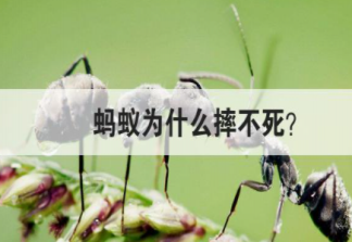 为什么蚂蚁摔不死 蚂蚁最怕的是什么