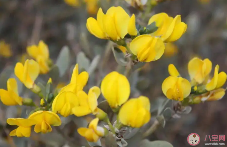 哪种荒漠植物可以四季常绿 蚂蚁庄园4月22日答案介绍