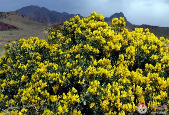 哪种荒漠植物可以四季常绿 蚂蚁庄园4月22日答案介绍
