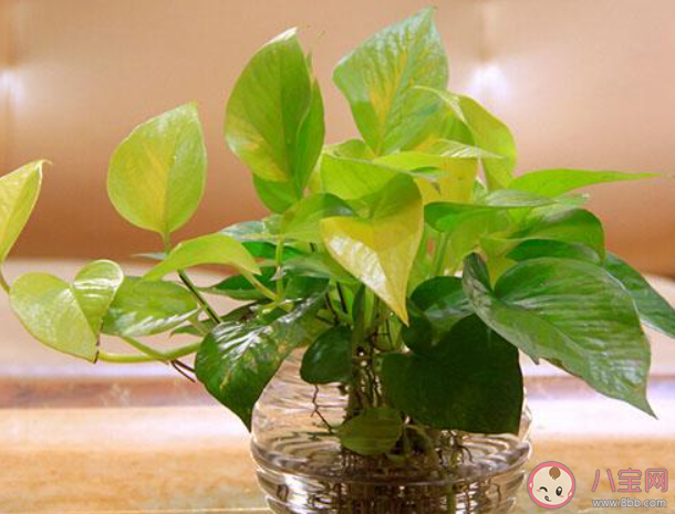 下列哪种植物适合养在室内 蚂蚁庄园4月22日答案最新