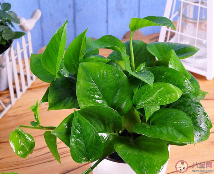 下列哪种植物适合养在室内 蚂蚁庄园4月22日答案最新