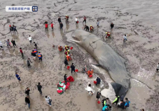 为什么鲸的救助这么难 救援鲸要做哪些事情