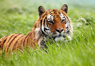 为什么老虎也会吃草 食肉动物和食草动物没有明显界限