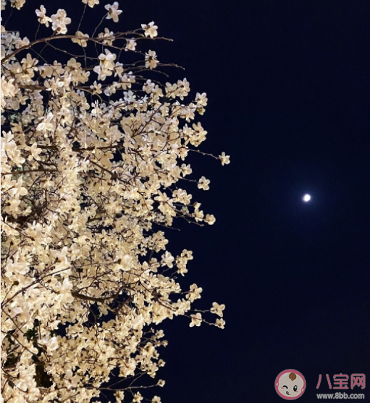 有哪些触动内心的文字 触动人心的优美文案句子