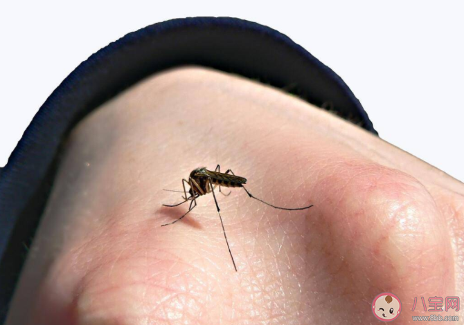 真的有招蚊体质吗 招蚊体质有什么特征 真的有招蚊体质吗 招蚊体质有什么特征