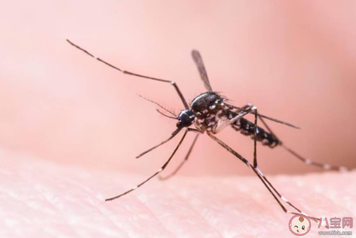 真的有招蚊体质吗 招蚊体质有什么特征 真的有招蚊体质吗 招蚊体质有什么特征