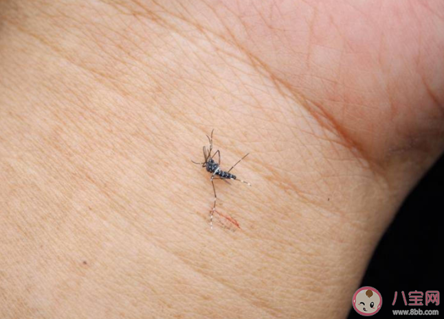 真的有招蚊体质吗 招蚊体质有什么特征 真的有招蚊体质吗 招蚊体质有什么特征