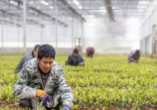 直播电商对乡村振兴的意义是什么 怎么看待直播电商带动乡村发展