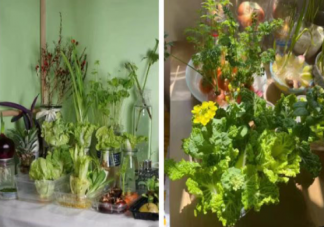 专家称隔离期种菜是很好的心理支点 隔离的时候可以做些什么事