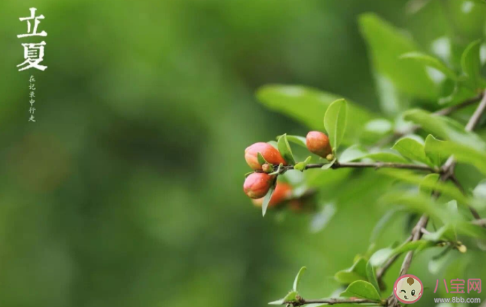 立夏为什么要称体重 立夏还有哪些习俗2022