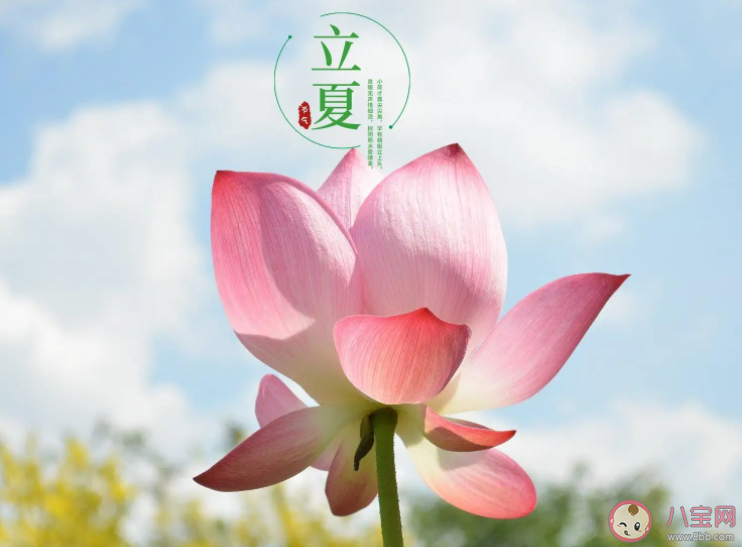 立夏就是真正入夏吗 立夏之后就是夏天了吗 立夏就是真正入夏吗 立夏之后就是夏天了吗