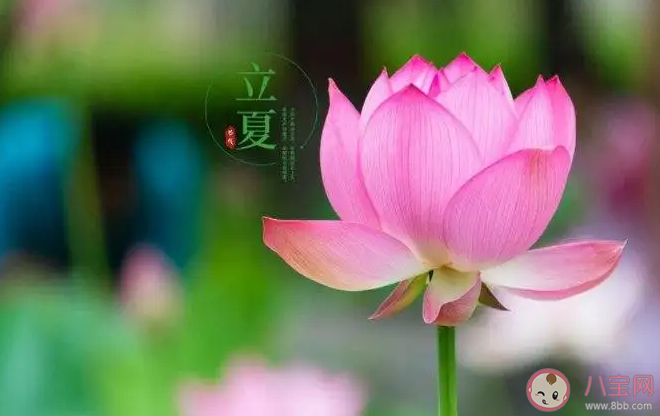 立夏就是真正入夏吗 立夏之后就是夏天了吗 立夏就是真正入夏吗 立夏之后就是夏天了吗